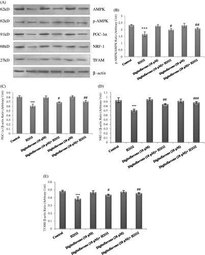 Figure 3. Western blot analysis to measure the effect of digitoflavone on pAMPK/AMPK ratio and mitochondrial biogenesis factors PGC-1α, NRF-1, and TFAM in PC12 cells. (A) PC12 cells pretreated for 2 h with digitoflavone (10 and 20 µM) and then exposed to H2O2 (200 μM) for 18 h. About 20 μg of proteins were separated on SDS-PAGE, Western blotted, probed with anti-pAMPK, PGC-1α, -NRF-1, and -TFAM and reprobed with anti-AMPK and β-actin antibodies. (One representative Western blot was shown; n = 3). (B) The density of p-AMPK bands was measured and the ratio to AMPK was calculated. The mean of three independent experiments is shown. (C) The density of PGC-1α bands was measured and the ratio to β-actin was calculated. The mean of three independent experiments is shown. (D) The density of NRF-1 bands to the β-actin ratio. (E) The density of TFAM bands to the β-actin ratio. ***p < 0.001 Significantly different from control cells. #p < 0.05, ##p < 0.01 and ###p < 0.001 Significantly different from H2O2-treated cells.