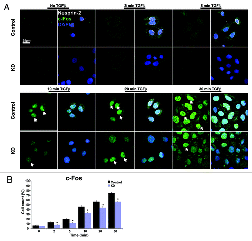 Figure 8. Nesprin-2 mediates the translocation of c-Fos after TGFβ induction. (A) Nuclear translocation of transcription factor c-Fos was studied in control and KD HaCaT cells after induction with TGFβ. Scale bar, 25 µm. (B) Statistical analysis of the percentage of cells showing nuclear localization of c-Fos.