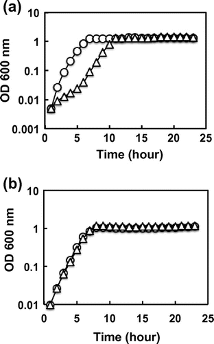 Fig. 2. Resistance to cystine of E. coli by expression of yijE gene.Notes: BW25113 harboring pQE80L (a) and pYijE (b) were grown in M9-glucose with (triangle) and without (circle) cystine (80 μM). The growth of cultures with reciprocal shaking of an elbow glass tube was automatically measured by TVS062CA (Advantec). This measurement of growth curve was performed three times for each experiment with independent cultures. The fluctuation level among three determinations was less than 20%.