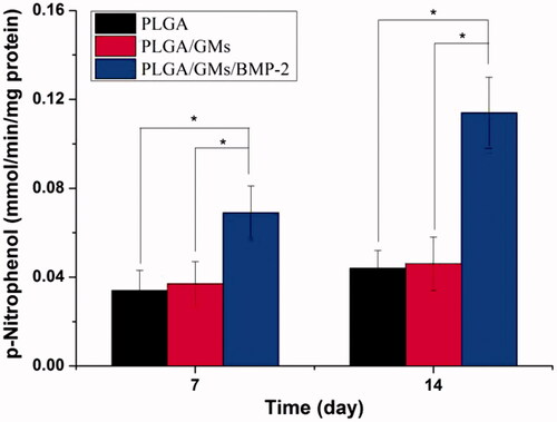 Figure 6. ALP activities of BMSCs in PLGA, PLGA/GMs and PLGA/GMs/BMP-2 scaffolds during 14-d in vitro culture. The data were represented as mean ± standard deviation (SD; n = 3; *p < .05).