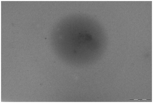 Figure 4. TEM image for TMZ-PLA-NP. Formation of smooth, homogenous and spherical particles was confirmed with TEM analysis as seen in Figure 4. The particle size (∼200 nm) obtained by the TEM analysis corroborates the findings of dynamic light scattering readings.