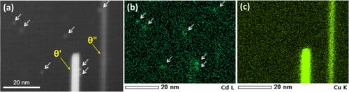 Figure 2. (a) HAADF-STEM image of precipitates in the Al-4.5Cu-0.3Cd alloy aged at 185°C for 120 min. The nanoparticles are indicated by white arrows; the corresponding distributions of (b) Cd and (c) Cu as determined by STEM-EDS. Note that the microstructures are viewed along the 〈100〉Al direction.