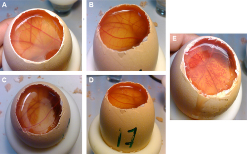 Figure S6 Photographs of CAM 5 minutes after the addition of NPs containing FB: (A) PLGA NPs, (B) PLGA-PEG NPs, (C) PLGA-PEG-POD NPs, (D) PLGA-PEG-HIV-Tat NPs, and (E) positive control (0.1 M sodium hydroxide).Abbreviations: CAM, chorioallantoic membrane; FB, flurbiprofen; HIV-Tat, human immunodeficiency virus transactivator; NPs, nanoparticles; PEG, polyethyleneglycol; PLGA, poly(lactic-co-glycolic acid); POD, peptide for ocular delivery.