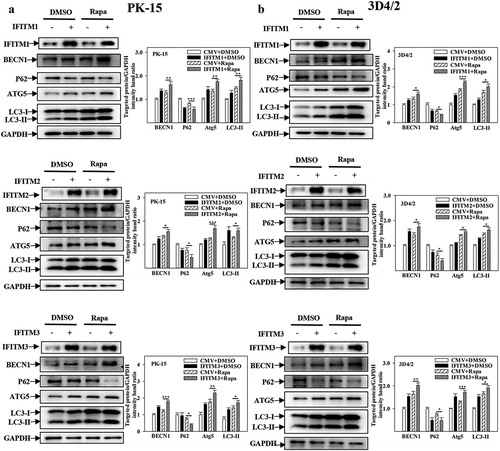 Figure 7. Overexpression of IFITM1/2/3 changes the expression level of autophagic proteins in Rapa treated PK-15 and 3D4/2 cells. (a and b) The protein levels of BECN1, P62, LC3-I/II, ATG5 and GAPDH were assayed. PK-15 (a) and 3D4/2 (b) cells were respectively pretreated with 100 nmol Rapa or equal amount of DMSO for 1 h, followed by transfected with HA-IFITM1/2/3 or siRNA of siIFITM1/2/3 for 24 h. The level of proteins was carried out using Image-Pro Plus 6.0 software.