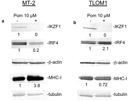 Figure 2. Effect of Pom on cellular IKZF1, IRF4 and MHC-I in MT-2 cells and TLOM1 cells. Immunoblots for IKZF1, IRF4 and beta actin in MT-2 cells (A) or TLOM1 cells (B) treated for 10 days with 10 µM Pom or DMSO control. Relative protein levels for IRF4 and MHC-I were determined based on the loading controls (beta-actin or tubulin) using the Licor system and the relative values are shown below the images.