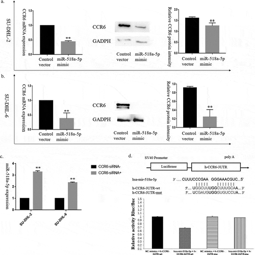 Figure 2. A negative regulatory feedback loop between miR-518a-5p and CCR6 in DLBCL. (a). qRT-PCR (left) and western blot analysis (middle and right) of CCR6 for the efficiency of miR-518a-5p overexpression in SU-DHL-2 cells; (b). qRT-PCR (left) and western blot analysis (middle and right) of CCR6 for the efficiency of miR-518a-5p overexpression in SU-DHL-6 cells; (c). qRT-PCR analysis of miR-518a-5p for the efficiency of CCR6 knockdown in both SU-DHL-2 and SU-DHL-6 cells; D. The binding site between miR-518a-5p and the 3ʹ-UTR of CCR6 mRNA (upper) as well as the result of dual luciferase assay (lower). *P < 0.05 and **P < 0.01