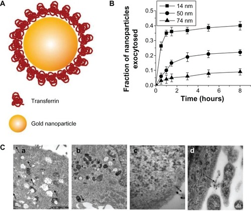 Figure 5 (A) Schematic depicting of transferrin-coated gold nanoparticles. (B) Kinetics of exocytosis patterns of the nanoparticles with different sizes. (C) Different stages of exocytosis patterns: (a) Movement of the vesicles containing nanoparticles toward the cell membrane; (b) Docking of one of the vesicles at the cell membrane; (c) Excretion of nanoparticles; (d) Cluster of nanoparticles after exocytosis.Note: Reproduced with permission from Chithrani BD, Chan WC. Elucidating the mechanism of cellular uptake and removal of protein-coated gold nanoparticles of different sizes and shapes. Nano Lett. 2007;7:1542–1550.Citation9 Copyright © 2007 American Chemical Society.