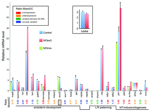 Figure 8. Depletion of map9 deregulates the expression of genes involved in different signaling pathways. Embryos were injected at the 1-cell stage with 1 pmol of MOex5 or MOmis (controls). RNA from 7 hpf map9 morphants and control embryos was used to quantify gene expression by RT-qPCR. Expression data were normalized to β-actin. Results are presented as the relative quantification of gene expression in MOex5 morphants and control embryos (C). For each gene, the morphant/control ratio is indicated below the graph, with the lowest value surrounded by a square. Inset, relative quantification of tuba8l, a maternal and miR-430 target gene whose expression during the early stages of development relies on miR-430 expression. Experiments were made in quadruplicate; n = 42 control embryos and 50 MOex5 morphants.