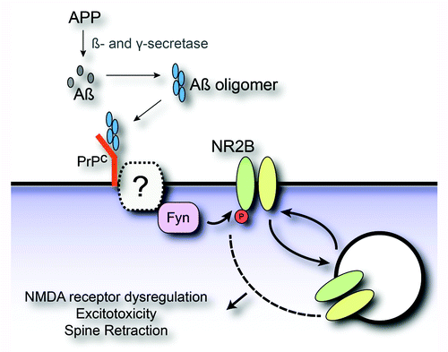 Figure 1. Molecular model for Aβ oligomer induced synaptic dysfunction. The amyloid precursor protein (APP) is processed by β- and γ-secretase to yield Aβ monomer. The Aβ monomer can undergo a conformational change coincident with assembly into toxic oligomers. Aβ oligomer binding to cellular prion protein (PrPC) at the neuronal post-synaptic density activates Fyn tyrosine kinase. PrPC may couple to Fyn through an as yet unidentified transmembrane protein. Aβ oligomer stimulation of Fyn signaling drives the tyrosine phosphorylation of the NR2B subunit of NMDA receptors. NMDA receptor phosphorylation in turn produces altered surface expression, dysregulation of receptor function, excitoxicity and dendritic spine retraction.
