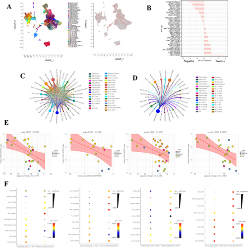 Figure 6 Exploring the role of ACAA2 in the immune cells. (A) The cell types were identified; single-cell RNA (scRNA) data was derived from GSE140228; (B) The expression of ACAA2 in different cell types; (C) Ligand-receptor networks among the cell types; (D) Ligand-receptor networks between CD8-C8-PDCD1 cell type and other cell types; (E) The correlation between the expression of ACAA2 in the four cell types and composition of CD8-CD-PDCD1 cell type in HCC; (F) The top 10 ligand-receptor networks for cell types.