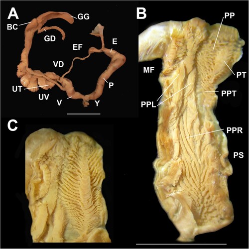 Figure 8. Genital details of Figuladra vidulus sp. nov. A, Genitalia; B, Penis interior; C, Apical penial chamber showing a medial row of tongue-like pustules forming an apical raised pilaster. A, B, QMMO39795, The Hummock, SEQ; C, QMMO34327, Norval Park, SEQ. Scale bars = 10 mm.
