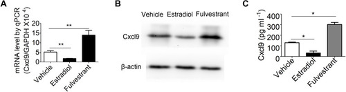 Figure 7 Estrogen negatively regulates Cxcl9 secretion in osteoblasts. (A) qPCR analysis of Cxcl9 mRNA in primary osteoblasts treated with vehicle, estradiol or fulvestrant (estrogen receptor antagonist). (B) Western blot of Cxcl9 in primary osteoblasts. (C) Cxcl9 concentrations assessed by ELISA in supernatant of primary osteoblasts treated with vehicle, estradiol or fulvestrant. n=5 per group. Data are shown as mean ± s.d. *P < 0.05, **P < 0.01 (Student’s t-test).