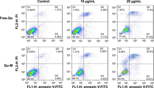 Figure 5 The apoptosis-inducing effects of Qu-M and free-Qu in a dose-dependent manner on CT26 cells in vitro.Notes: The CT26 cells were incubated with Qu-M, free-Qu, NS, and EM for 48 hours, and Annexin-V- and PI-stained cells were determined by flow cytometry.Abbreviations: Qu-M, quercetin-loaded MPEG–PCL nanomicelles; free-Qu, free quercetin; NS, normal saline; EM, empty MPEG–PCL nanomicelles; MPEG–PCL, monomethoxy poly(ethylene glycol)–poly(ε-caprolactone); PI, propidium iodide; FITC, fluorescein isothiocyanate.