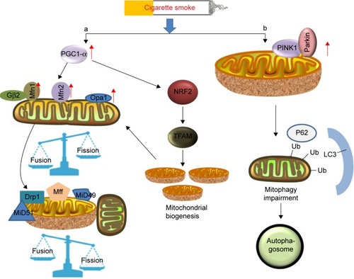 Figure 4 Schematic diagram shows that cigarette smoke induces mitochondrial fusion/fission and mitophagy.