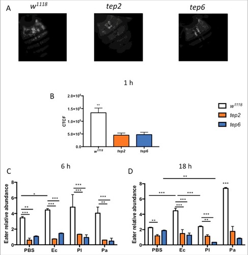 Figure 6. Tep2 and Tep6 are essential for the phagocytosis process in Drosophila. (A) Representative images of phagocytosis in tep2 and tep6 loss-of-function mutants and control flies (w1118) at 1 hpi of lipophilized pHrodo-labeled E. coli particles. Images were taken using fluorescence microscopy at 10X magnification. (B) Corrected total cell fluorescence (CTCF) in tep mutants and w1118 flies (n = 7), 1 h following injection of pHrodo-labeled E. coli. Images were processed in ImageJ and CTCF was estimated. Transcript levels of Eater in tep mutants and w1118 flies (n = 5) at (C) 6 h and (D) 18 hpi of 1XPBS, E. coli (Ec), P. luminescens (Pl) or P. asymbiotica (Pa). Significant differences are indicated with asterisks (#p < 0.05, ##p < 0.01, ###p < 0.001). The means from 2 (Eater transcription) -three (Phagocytosis) independent experiments are shown and error bars represent standard deviation