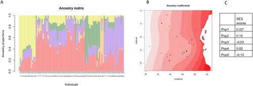 Figure 8. Spatial population structure analysis generated using the TESS3 package in R. (A) Proportions of different ancestral populations within each genotype (K = 5, shown on the y-axis), with the genotype number shown on the x-axis (as indicated in Table 1). (B) Spatial visualization of Pop1 ancestry coefficients. Each point shows one accession, with darker shades indicating greater representation of the population. (C) Correlation coefficients between ancestry coefficients and SES scores from the phenotypic screening (*: p < 0.05).