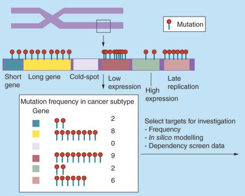 Figure 1. Summary schematic highlighting the factors leading to biases and heterogeneity of mutational data.In areas of uniform mutational rates longer coding genes will demonstrate a higher mutational frequency if the data are not length corrected. Genes that are not expressed and those that replicate late in the cell cycle will have higher mutational rates. Genes with large GC-rich regions will have inadequate sequencing coverage and potential mutations will be missed leading to an underreporting of mutations in these genes.