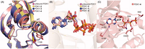 Figure 10. (A) Comparison of the helix αB and helix αC of unbound PDK1 (magenta), PDK1-2 complex (pale yellow), PDK1-3 complex (slate), PDK1-4 complex (salmon). (B) Comparison of the ATP of unbound PDK1 (magenta), PDK1-2 complex (pale yellow), PDK1-3 complex (slate), PDK1-4 complex (salmon). (C) Cartoon/surface representations of the interaction between ATP with the ATP binding site of PDK1-4 complex.