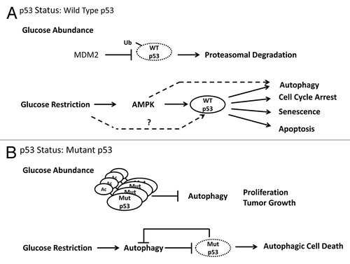 Figure 1. Glucose deprivation leads to autophagic degradation of mutant p53. (A) Wild type p53 is degraded by the proteasome under basal conditions but can be activated in an AMPK-dependent manner after glucose deprivation. Activated wild type p53 can induce a variety of cellular responses to glucose deprivation including autophagy, cell cycle arrest, senescence and apoptosis. (B) Cancer-associated p53 mutants are constitutively expressed at high levels and inhibit basal autophagy. Glucose deprivation leads to rapid de-acetylation of mutant p53 and subsequent degradation through autophagy. Because mutant p53 suppresses autophagy, its degradation leads to a feedforward autophagic loop that results in cell death.