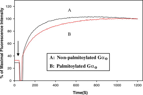 Figure 9.  Fluorescence changes of BODIPY FL-GTPγS incubated with non-palmitoylated and palmitoylated Gαo. The arrow indicates the time of addition of non-palmitoylated Gαo (A) or palmitoylated Gαo (B) to the same final concentration of 500 nM. The fluorescence was monitored on a Hitachi 4500 spectrofluorometer at 22°C with λex at 470 nm and λem at 510 nm. This Figure is reproduced in colour in Molecular Membrane Biology online.