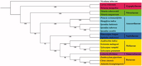 Figure 1. Maximum likelihood phylogenetic tree based on 20 complete chloroplast genome sequences. The number on each node indicates the bootstrap value. Accession numbers: Nitraria tangutorum MK347423, Nitraria roborowskii MK347421, Larrea tridentate KT272174.1, Tetraena mongolica MH325022.1, Zanthoxylum piperitum KT153018.1, Citrus sinensis DQ864733.1, Azadirachta indica KF986530.1, Sapindus mukorossi KM454982.1, Leitneria floridana KT692940.1, Pistacia weinmaniifolia MF630953.1, Dimocarpus longan MG214255.1, Spondias tuberosa KU756562.1, Spondias bahiensis KU756561.1, Spondias mombin KY828469.1, Atalantia kwangtungensis MH329190.1, Mangifera indica KY635882.1, Xylocarpus granatum MH348155.1, Xylocarpus rumphii MH330687.1, Swietenia mahagoni MH348156.1, and Nicotiana tabacum Z00044.2.