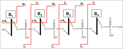 Figure 7. The standard nomenclature for oligonucleotide fragmentation during collision-induced dissociation tandem mass spectrometry (CID-MS/MS). The numbering of a-B, c and w, y fragments starts from the 5′ and 3′ terminus, respectively.