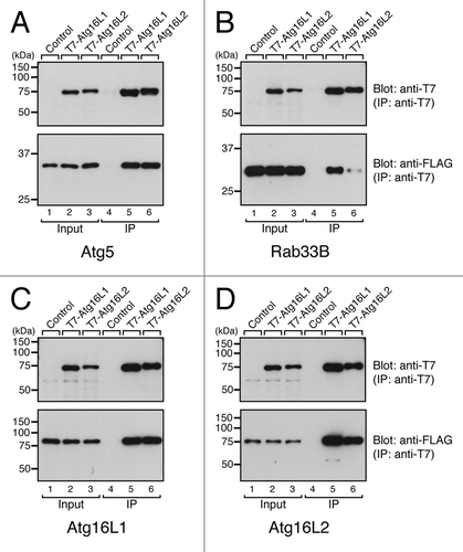 Figure 3. Distinct-ligand-binding activities of Atg16L1 and Atg16L2. Atg5-binding activity (A), Rab33B-binding activity (B), and oligomerization activity of Atg16L1 and Atg16L2 (C and D) as determined by co-immunoprecipitation assay in COS-7 cells. pEF-T7-Atg16Ls (or a control pEF-BOS vector) and pEF-FLAG-Atg5 (pEF-FLAG-Rab33B, or pEF-FLAG-Atg16Ls) were co-transfected into COS-7 cells. The proteins expressed were solubilized with 1% Triton X-100, and T7-Atg16Ls were immunoprecipitated with anti-T7 tag antibody-conjugated agarose. Co-immunoprecipitated FLAG-Atg5 (FLAG-Rab33B, or FLAG-Atg16Ls) was detected with HRP-conjugated anti-FLAG tag antibody (lanes 4–6 in the lower panels). To ensure loading of the same amounts of T7-Atg16Ls, immunoprecipitated T7-Atg16Ls were detected with HRP-conjugated anti-T7 tag antibody (lanes 4–6 in the upper panels). Total expressed proteins used for the immunoprecipitation are shown in lanes 1–3. Note that the Rab33B-binding activity of Atg16L2 was weaker than that of Atg16L1 in B but that the Atg5-binding activity and oligomerization activity of Atg16L1 and Atg16L2 were similar in (A, C and D). The size of the molecular mass markers (in kDa) is shown at the left.