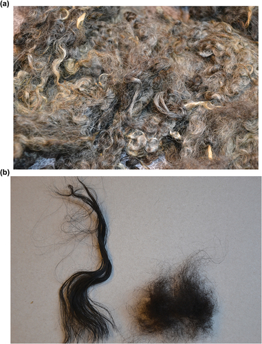 Figure 2. Mountain sheep wool a/fleece; b/two fractions of fibers (wool and guarded hair) separated from the fleece.