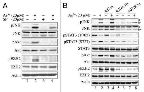 Figure 2. EZH2 phosphorylation at S21 is JNK-dependent. (A) JNK inhibition blocked As3+-induced Akt activation and EZH2 S21 phosphorylation. BEAS-2B cells were cultured in the presence or absence of 20 μM SP600125 (SP), a JNK inhibitor for 4 h and then with 20 μM As3+ for an additional 2 h. (B) siRNA-mediated silencing of JNK1 diminished As3+-induced EZH2 S21 phosphorylation and activation of STAT3 and Akt. BEAS-2B cells were transfected with a negative control, 50 nM control siRNA (siCon), 50 nM JNK1 siRNAb (siJNK1b) or 50 nM JNK1 siRNAc (siJNK1c). Cell lysates were prepared for western blotting after treatment with or without 20 μM As3+ for an additional 2 h. Data are representative of three or four independent experiments.