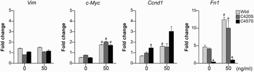Figure 5. The expression in β-catenin target genes. The mRNA expression levels of Vim, c-Myc, Ccnd1, and Fn1 were assessed in MC38 cells transfected with mock vector or WT, C420S, or C457S Pg and treated with 0 or 50 ng/ml of FGF-2. Values are presented as mean ± SEM. *P < 0.05 vs. WT, #P < 0.05 vs. without FGF-2. n = 3 for each group.