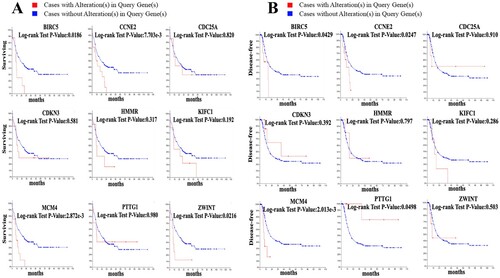 Figure 2. Survival analyses of hub genes were shown by using cBioPortal. (A) Overall survival analyses of hub genes. P < 0.05 was considered statistically significant. (B) Disease-free survival analyses of hub genes. P < 0.05 was considered statistically significant.