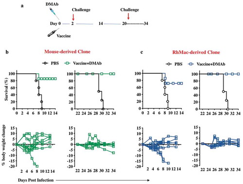 Figure 6. A combination immunotherapy with ZIKV dMAb and the ZIKV DNA vaccine prME1, given concurrently, confers immediate and persistent protection against ZIKV challenge.