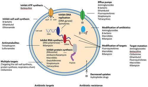 Figure 2. Nontuberculous mycobacterial antimicrobial targets and resistance mechanisms. Adapted from van der Laan, Snabilie et al. 2022 [Citation228].