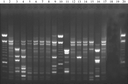 Figure 2. RAPD profiles of 15 avian E. coli strains belonging to broiler chicks in flocks A1, A4 and to breeders in flock A. Lanes 1, 10 and 20, molecular marker 100 base pair DNA ladder; lane 2, E. coli O78 (flock A); lanes 3 and 4, E. coli untypeable (flock A); lanes 5 to 8, E. coli O78 (flock A4); lanes 9 and 11, E. coli untypeable (flock A4); lanes 12 to 15, E. coli O78 (flock A1); lane 16, E. coli untypeable (flock A1); lane17, E. coli O78 (flock A1).