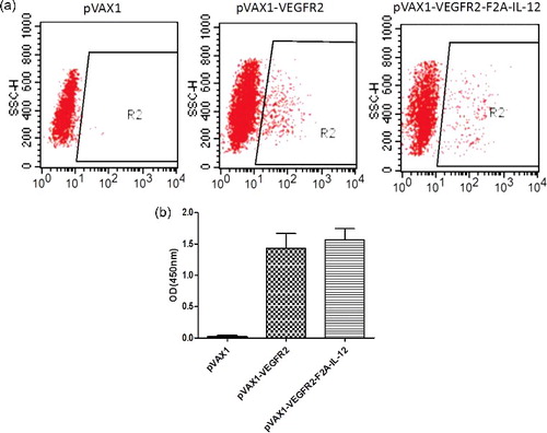 Figure 1. Expression from DNA vaccine plasmids in 293T cells. (a) Expression of recombinant VEGFR2 protein examined by flow cytometry. (b) Protein expression of recombinant IL-12 assayed by ELISA.