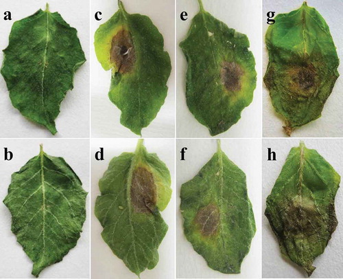 Fig. 2 (Colour online) Pathogenicity of the representative isolates of three Alternaria species on detached potato leaflets. a-b, sterile water controls. c–d, A. tenuissima. e–f, A. alternata. g–h, A. solani. The experiment was conducted using detached apical leaflets from 45-day-old plants of potato cv. Favorite. A spore suspension of 106 conidia·ml−1 was inoculated on the upper surface of each leaflet (one point per leaflet).