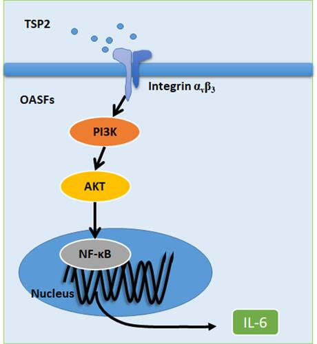 Figure 7 Schematic diagram illustrates the mechanism whereby TSP2 promotes IL-6 expression in OASFs. Thrombospondin-2 increases interleukin-6 production by integrin αvβ3/PI3K/Akt/NF-κB signal cascade.