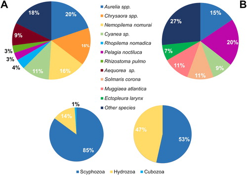 Figure 2. Percentage of reports where every jellyfish species and cnidarian class have been involved: (A) for fishery; (B) for aquaculture sector.