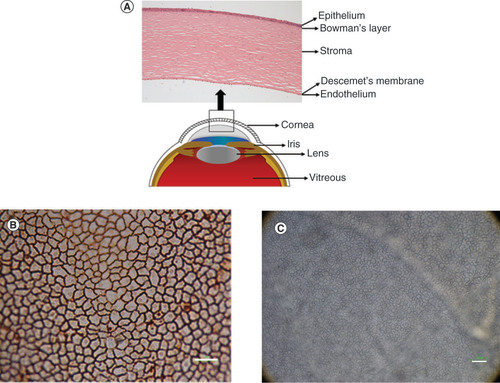 Figure 1. Structural anatomy of the human cornea and corneal endothelial cells. (A) The cornea consists of five layers; epithelium, Bowman’s layer, stroma, Descemet’s membrane and endothelium. (B) Corneal endothelial cells presented hexagonal morphology after staining with alizarin red. (C) Corneal endothelial cells observed under light microscope.Scale bar = 100 μm.