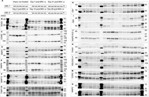 Figure S1 Raw images of all the WB immunoblots.Notes: A set of 30 samples was loaded on two gels as indicated in the scheme (A). Gels and respective membrane were processed simultaneously and in parallel during the WB procedure. (B–N) Images of all performed immunoblots. Molecular weights of the investigated proteins and standard ladder are indicated on the left and right, respectively. For some immunoblots with >1 visible band, bands taken into consideration have been indicated with white arrows.Abbreviations: COMP, cartilage oligomeric matrix protein; MMP, matrix metalloproteinase; TIMP, tissue inhibitors of metalloproteinase; WB, Western blotting; FAAH, fatty acid amide hydrolase; NAPE-PLD, N-acyl phosphatidylethanolamine phospholipase D.
