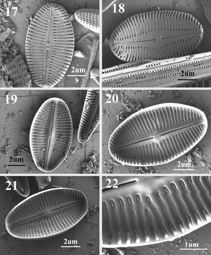 Figs 17–22. SEM images of SRV of Navithidium delicatissima. Figs 17, 18. External view showing striae interrupted by wide lateral areas on both side of the axial area, straight filiform raphe and linear lanceolate axial area. Note polar raphe ends curved to the same side of valve. Figs 19–21. Internal view of valve showing slightly elevated axial area and central nodule. Striae are separated by well-developed virgae. Fig. 22. Enlarged part of internal valve margin showing stria and areola structure.