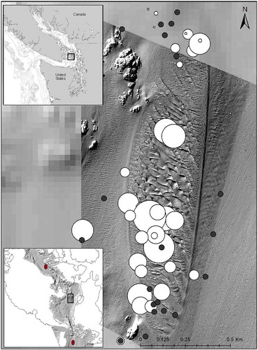 FIGURE 1. The sand wave field in the San Juan Channel and location of the Van Veen sediment grabs. The successful grabs (white circles) are scaled to the relative number of fish (CPUE). The unsuccessful grabs (dark circles) represent both incomplete grabs or grabs with no fish. The top inset map shows the full extent of the Salish Sea (west coast of United States and Canada) and the location of the San Juan Archipelago (outlined in black). The bottom inset map shows the bathymetry of the San Juan Channel, the location of the sand wave field in the San Juan Channel (outlined in black), and the location for north station and south station (dark red markers).