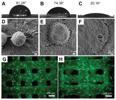 Figure 4 Wettability of polycarplolactone (PCL) (A) and mesoporous bioactive glass (MBG)-PCL scaffolds without (B) and with (C) extracellular matrix (ECM) component coating. (D–F) are field emission scanning electron microscopy images of initial cell attachment on PCL (D), MBG-PCL (E), and ECM-coated (F) scaffolds at 0.5 hours after seeding, and (G) and (H) are top view fluorescence microscope images of MBG-PCL (G) and ECM-coated (H) scaffolds after 6 hours of seeding.