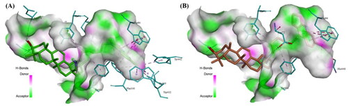 Figure 4. Docking study of compounds B4 (A：colored green) and D4 (B：colored orange) with AChE (PDB code 2CKM). The semi-transparent surface represents the active site cavity.