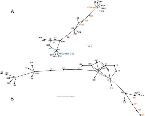 Fig. 3 (Colour online) Relationships among V. dahliae mitochondrial haplotypes based on three (a) and 5 (b) loci concatenated, and then analysed and visualized as a median-joining network using SplitsTree4 Ver. 4.13.1. The different haplotypes are represented by H followed by a number designation. The vegetative compatibility groups (VCG) associated with the haplotypes were VCG 1 and 1A (green) = H1; VCG 2A (blue) = H3 and H12; VCG 2B (orange) = H5, H6, H7, H10, H27, H28, H29 and H30; VCG 3 (blue) = H33; VCG 4A (blue) = H3 and H13; VCG 4A/B (blue) = H3, H12 and H13; VCG 4B (blue) = H3, H12 and H14; and VCG 5 (red) = H31; and the remaining haplotypes have unknown VCG association (black).