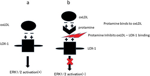 Figure 6. Summary of the results.(a) Negatively charged oxLDL binds to positively charged LOX-1 and activates ERK1/2. (b) Positively charged protamine binds to oxLDL, leading to block the oxLDL-LOX-1 binding. Blocking the oxLDL-LOX-1 binding inhibits ERK1/2 activation.