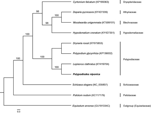 Figure 1. ML phylogenetic tree based on the complete chloroplast genome sequence of P. niponica and other ten ferns download from NCBI including Equisetum arvense as outgroup.