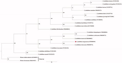 Figure 1. Maximum parsimony (MP) phylogenetic tree of 18 chloroplast sequences in Cymbidium, with Pleione bulbocodioides and Pleione formosana as outgroup. Cymbidium maguanense was marked with a red circle. Bootstrap support values are shown next to the nodes.