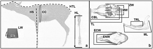 Figure 1. Reference point for body (a) and cranial (b) parameters collected from fawns adults taken by hunters: live weight (LW), head–trunk length (HTL), height at shoulders (HS), chest circumference (CC), length of hock (HL), total length of the cranium (TL), condilo-basal length (CBL), mastoid width (MW), zygomatic width (ZW), ectorbital width (ECW), entorbital width (ENW), length of the teeth row (TRL), mandible length (ML)