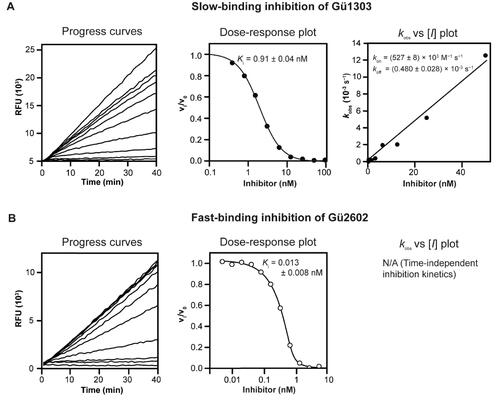 Figure 2. Different inhibition kinetics of mature cathepsin K with Gü1303 and Gü2602. Progress curves show the hydrolysis of the fluorogenic substrate Cbz-Gly-Pro-Arg-AMC by mCatK at pH 5.5 in the presence of increasing inhibitor concentrations. (A) Gü1303 exhibited a time-dependent inhibition characterised by non-linear progress curves typical of slow-binding kinetics. (B) Linear progress curves obtained for Gü2602 are characteristic of fast-binding inhibitors. In dose–response plots, the derived steady-state reaction velocities were plotted against inhibitor concentration, and the inhibition constants Ki were obtained after correction by the Cheng-Prusoff and Morrison equations (see Materials and Methods). In the kobs versus [I] plot, the first-order rate constants kobs from the time-dependent progress curves were plotted against inhibitor concentrations to show a linear dependence.